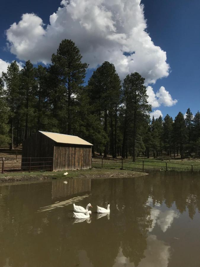 Grand Canyon Cottage At Historic Wrigley Ranch With Horseback Riding & Shooting Parks Экстерьер фото